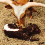 5-3-15-baby-lg-scaled.webp